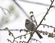 White throated Sparrow 0736